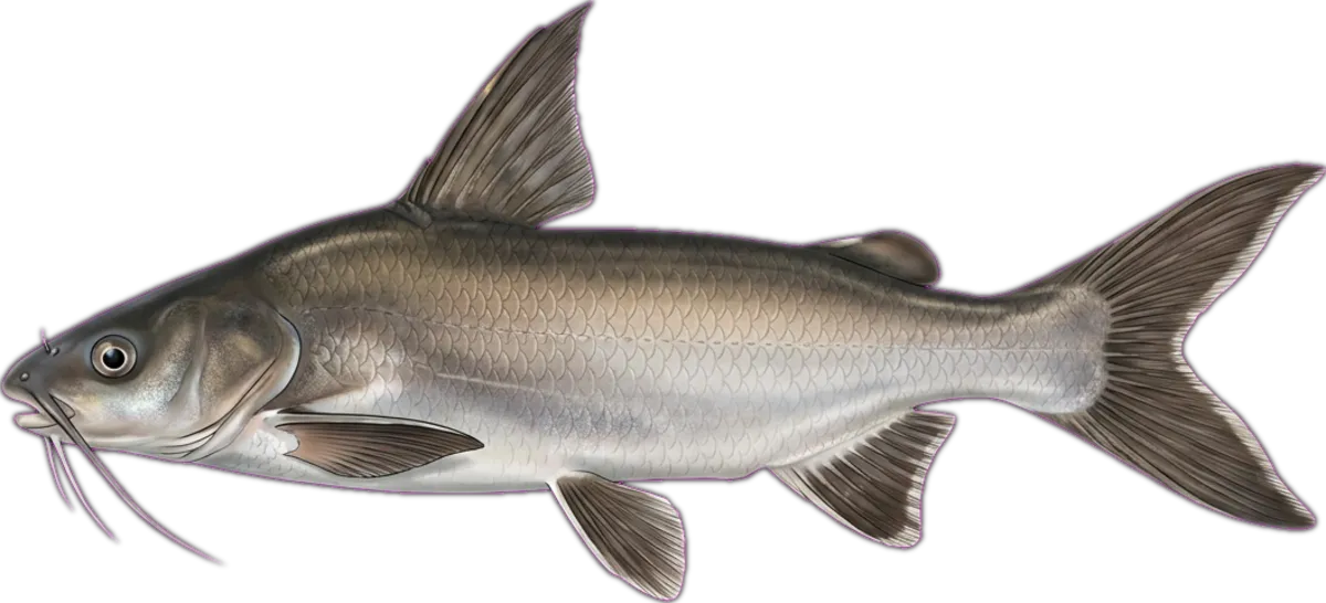 Fork-tailed Catfish illustration