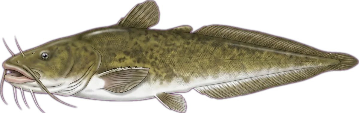 Freshwater Catfish illustration