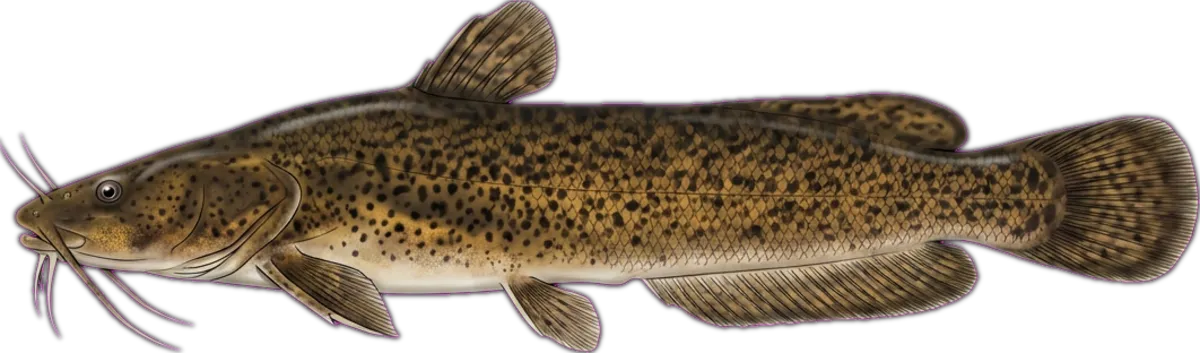 Freshwater Cobbler illustration