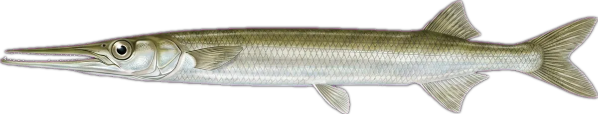 Freshwater Longtom illustration