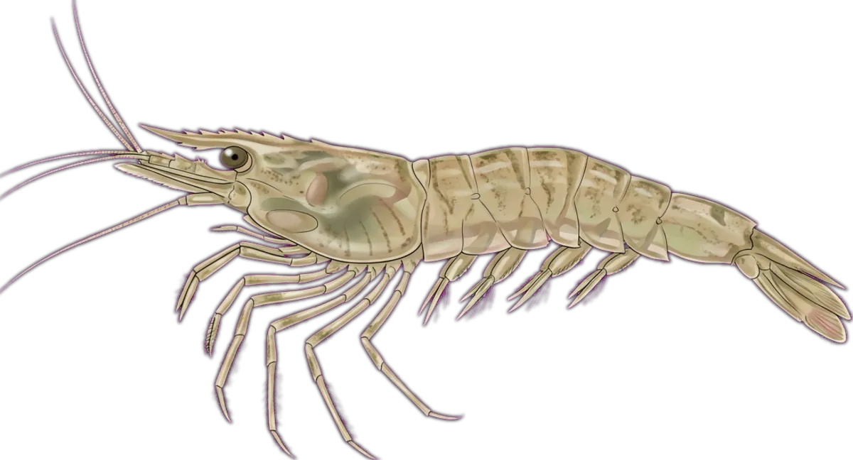 Glass Shrimp illustration