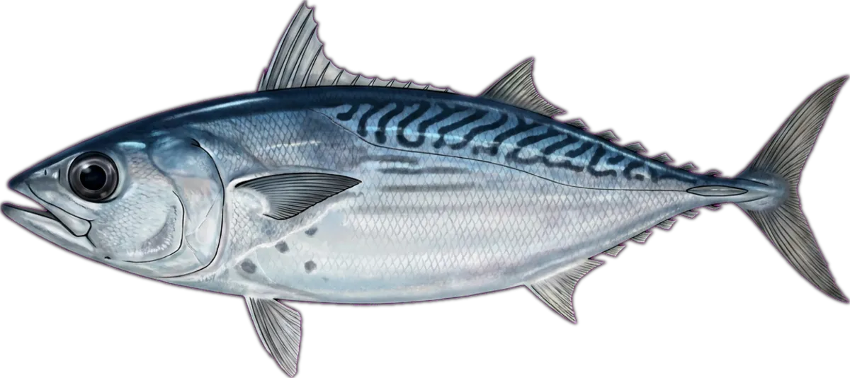 Frigate Mackerel illustration