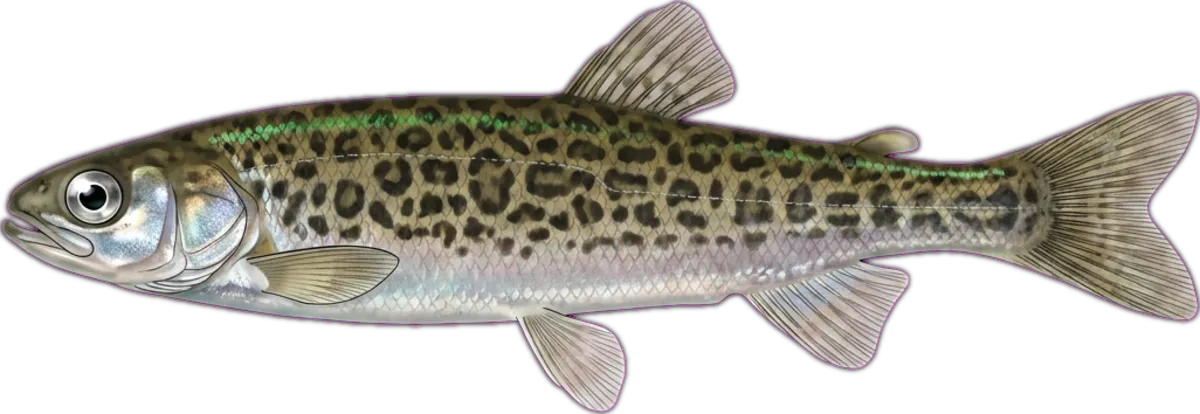 Common Galaxias illustration
