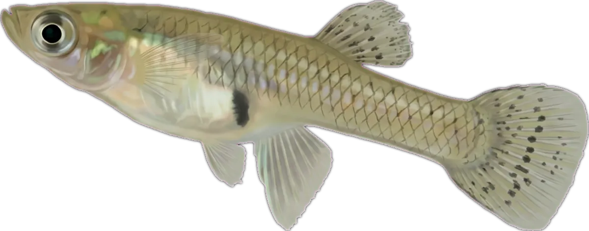 Mosquito Fish illustration
