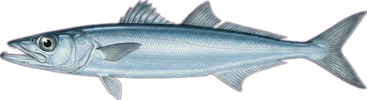 Gemfish illustration