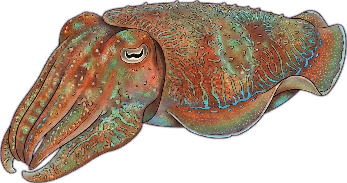 Giant Cuttlefish illustration