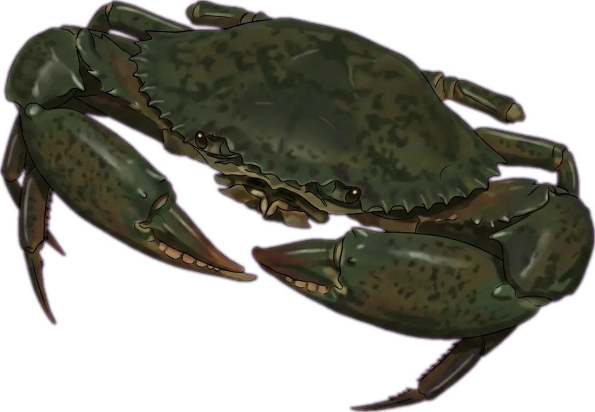 Giant Mud Crab illustration