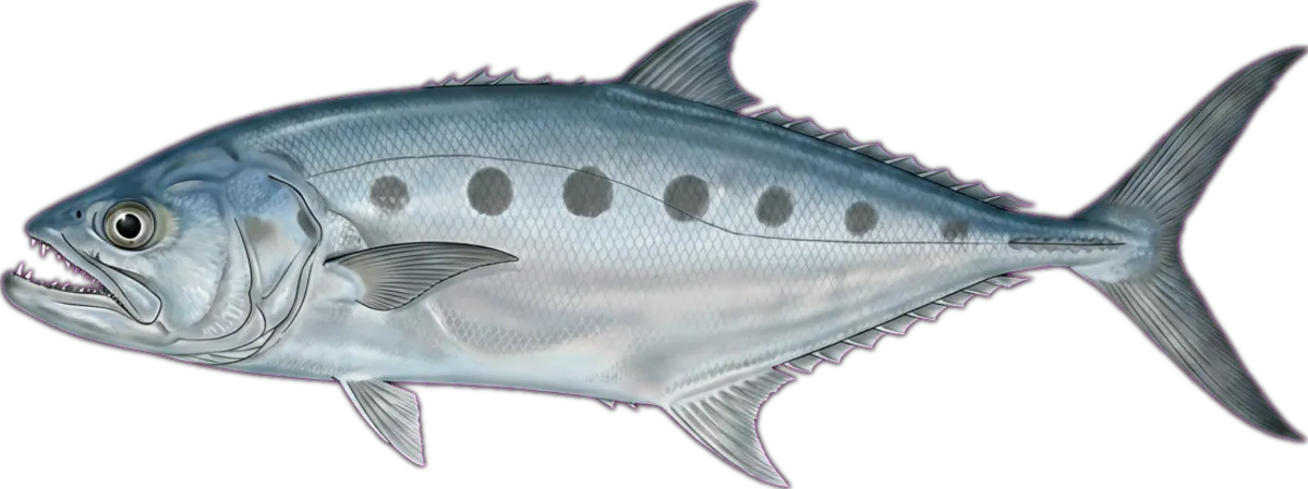 Giant Queenfish illustration