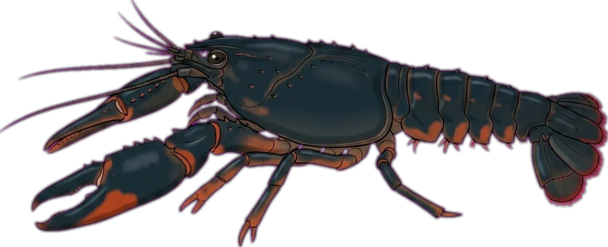 Glenelg Spiny Crayfish illustration
