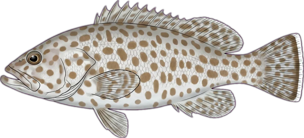 Gold-spotted Rockcod illustration