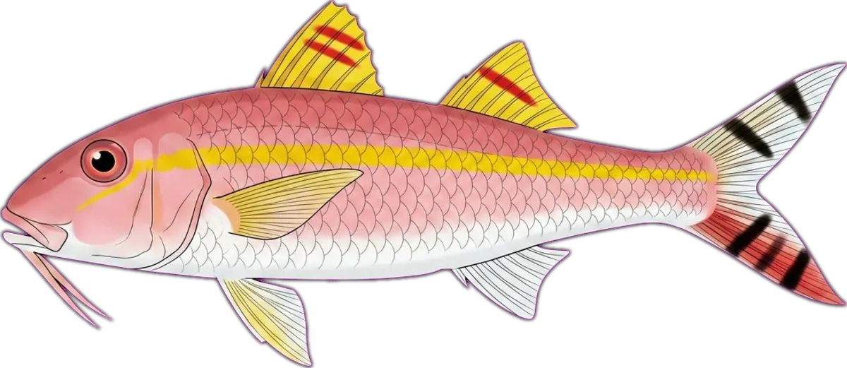Goldband Goatfish illustration