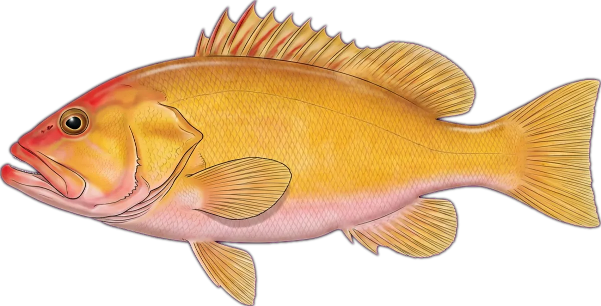 Golden Grouper illustration