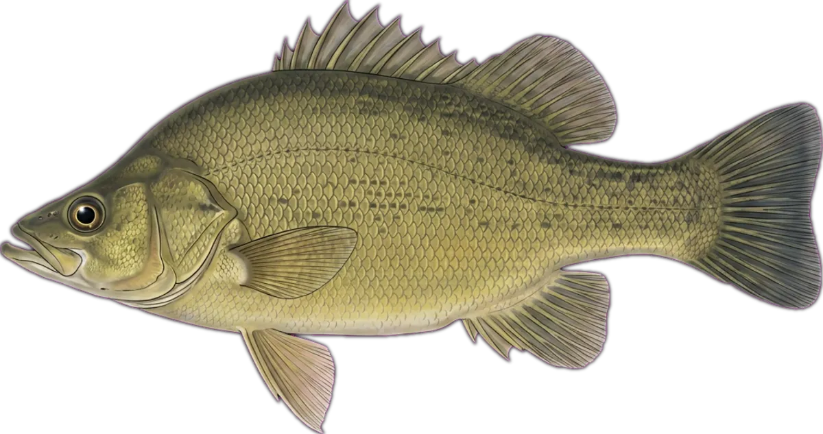 Golden Perch illustration
