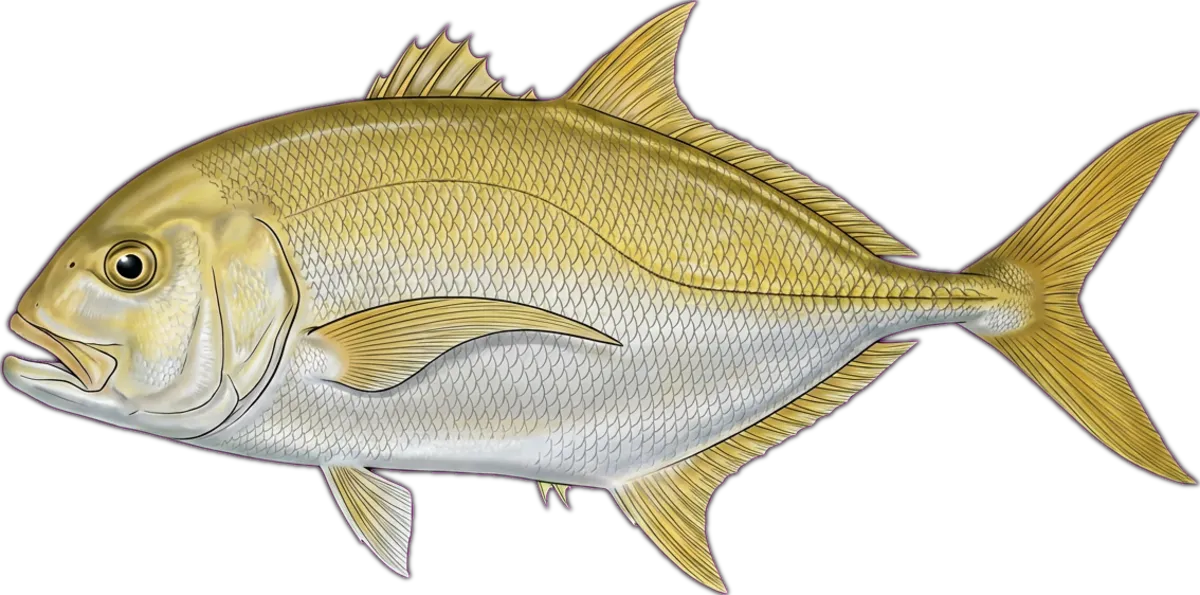 Golden Trevally illustration