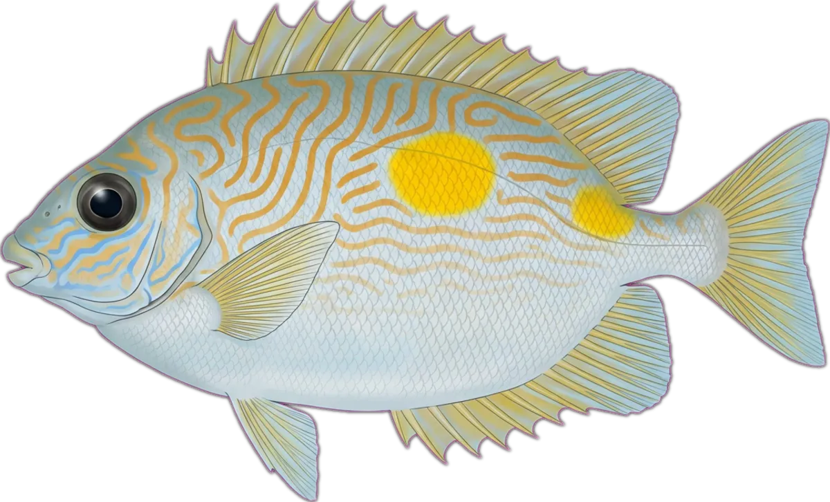 Goldlined Rabbitfish illustration