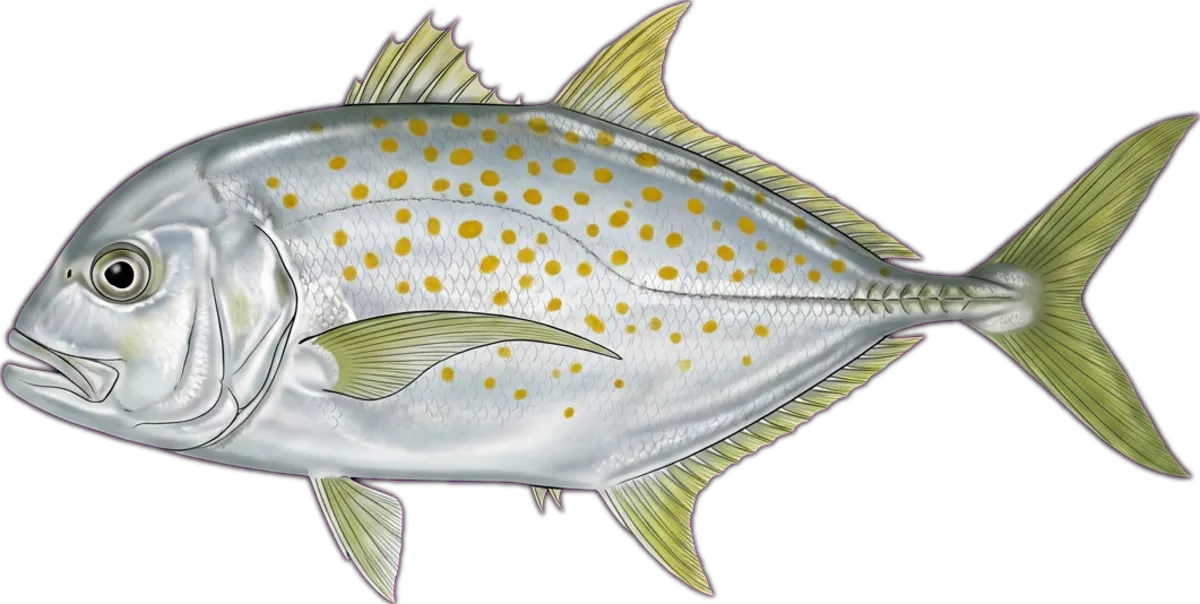 Goldspotted Trevally illustration