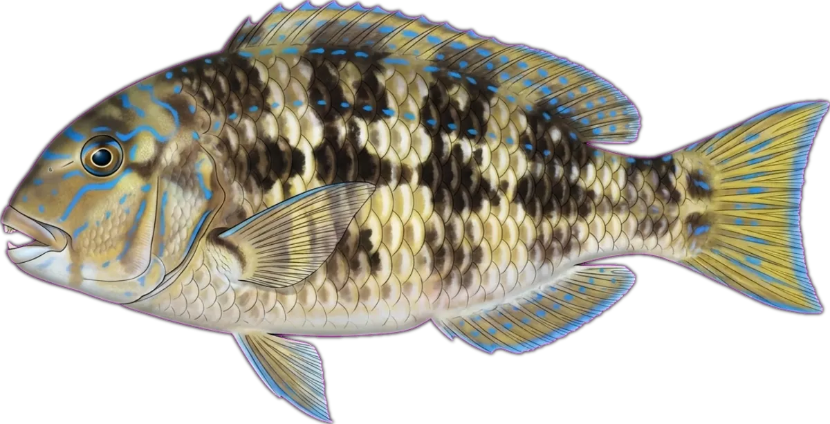 Graphic Tuskfish illustration