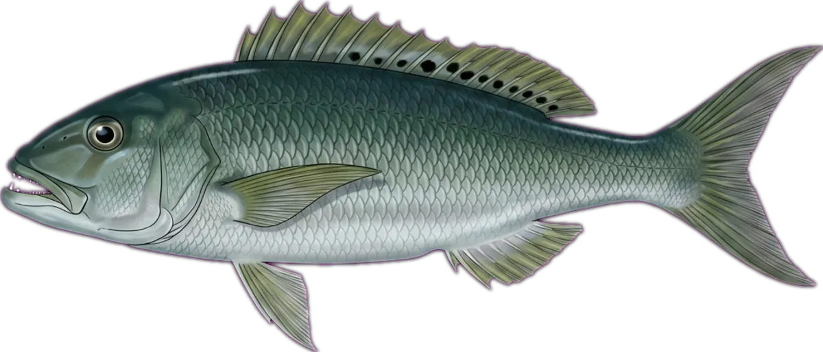 Green Jobfish illustration