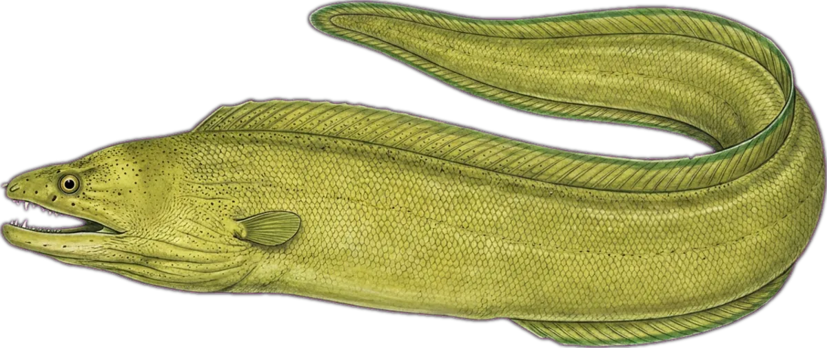 Green Moray illustration