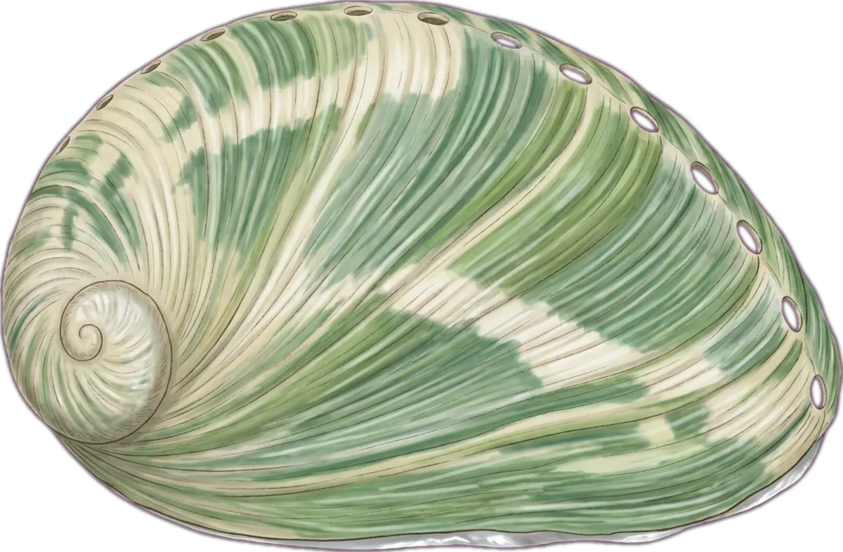 Greenlip Abalone illustration