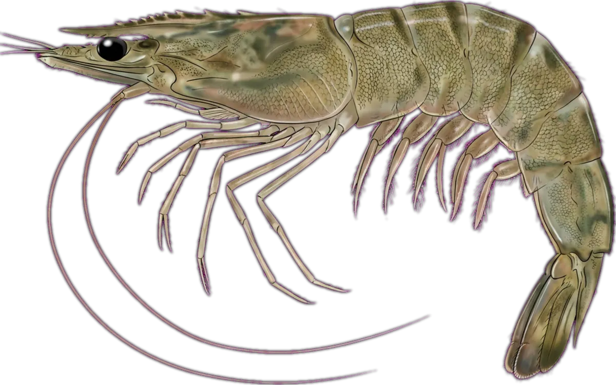 Greentail Prawn illustration