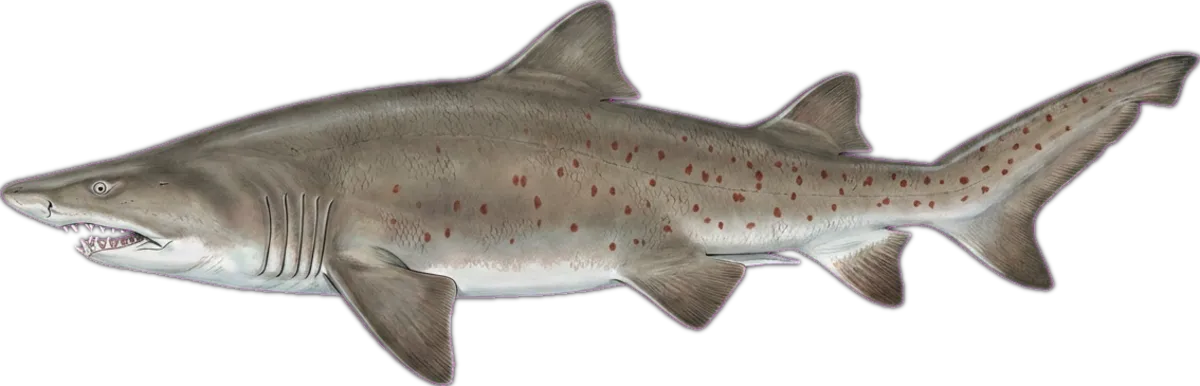 Grey Nurse Shark illustration