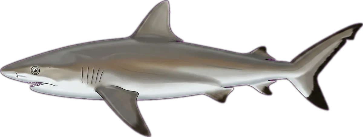 Grey Reef Shark illustration