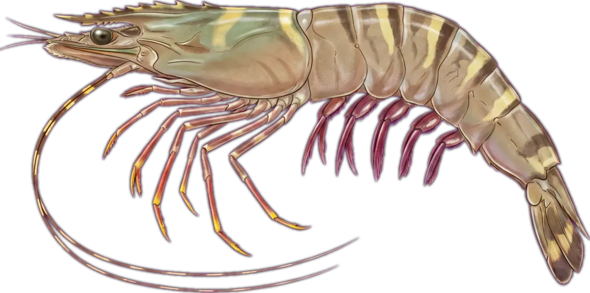 Grooved Tiger Prawn illustration