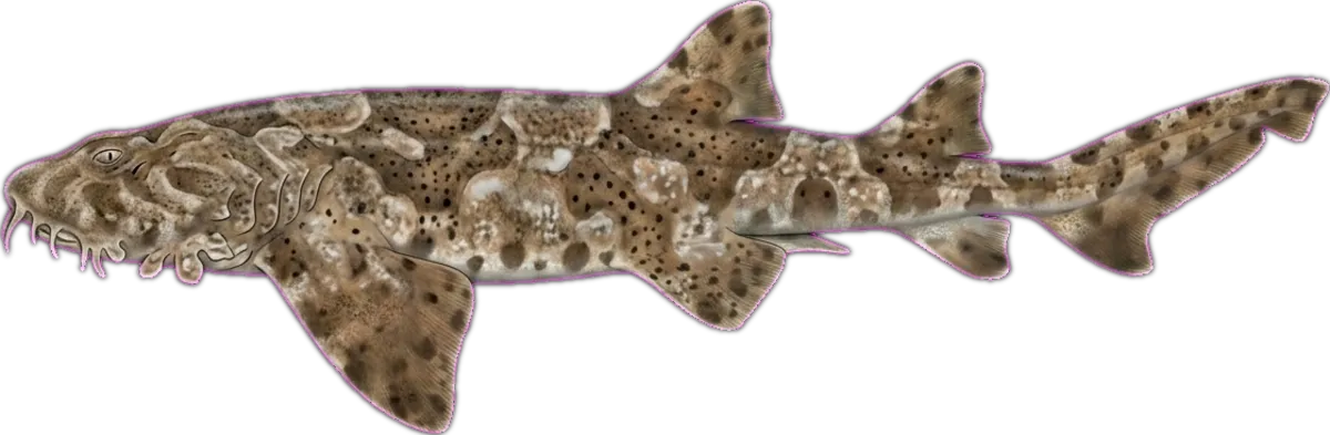 Gulf Wobbegong illustration