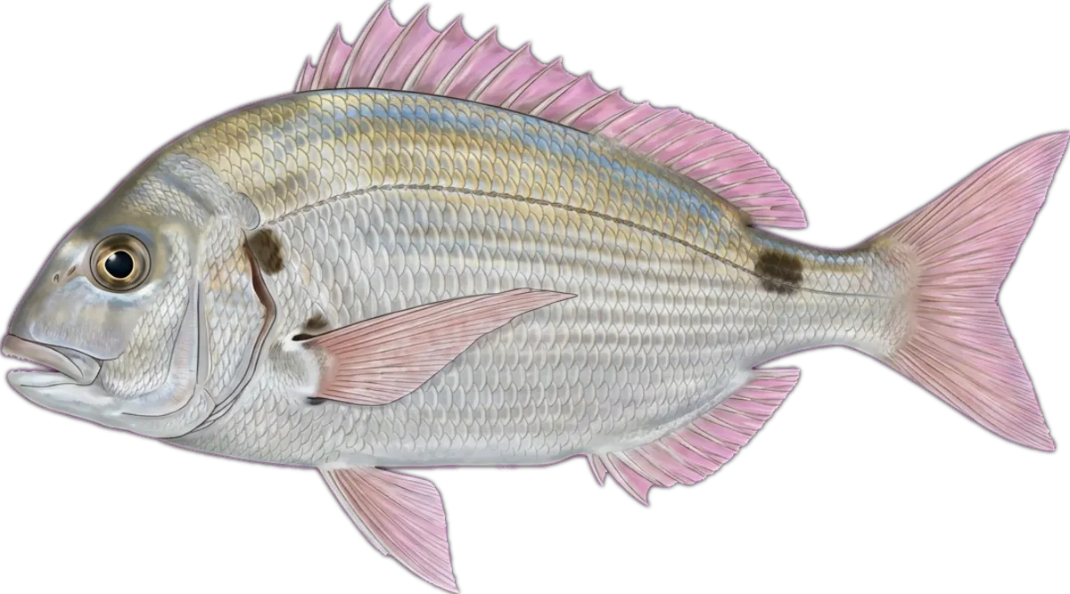 Haffara Sea Bream illustration