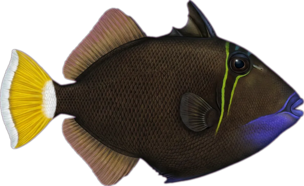 Halfmoon Triggerfish illustration
