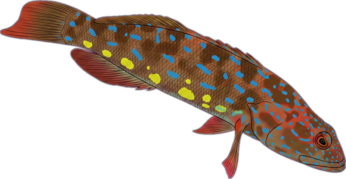 Harlequin Fish illustration
