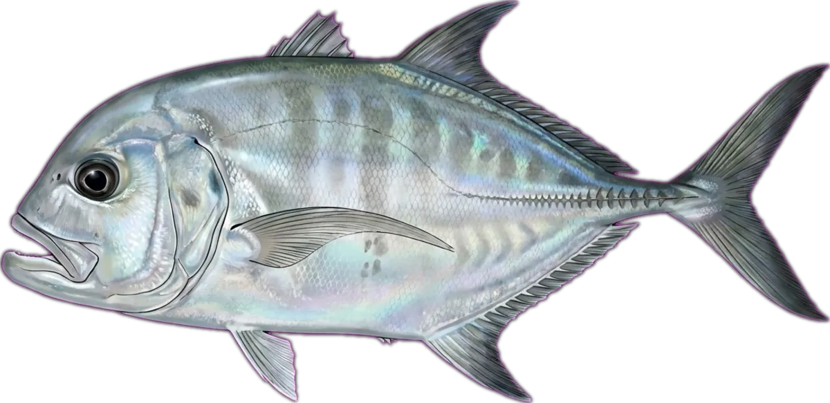 Heavyjaw Trevally illustration