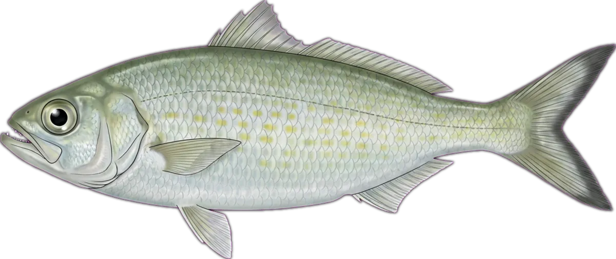 Australian Herring illustration