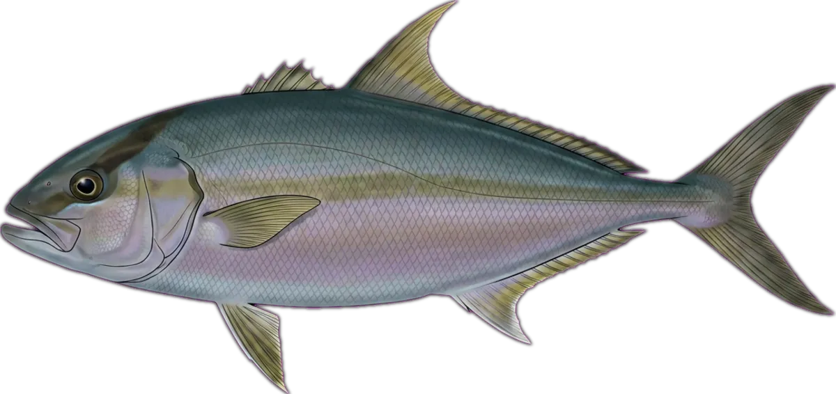 Highfin Amberjack illustration