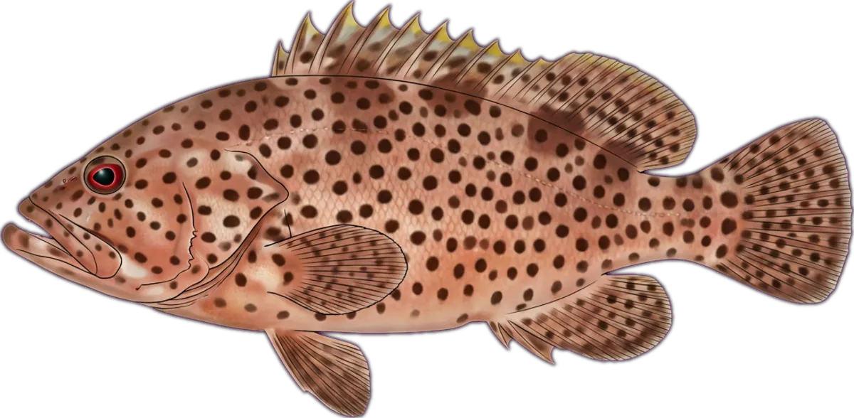 Highfin Rockcod illustration