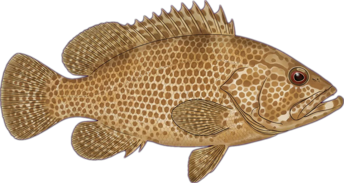 Honeycomb Rockcod illustration