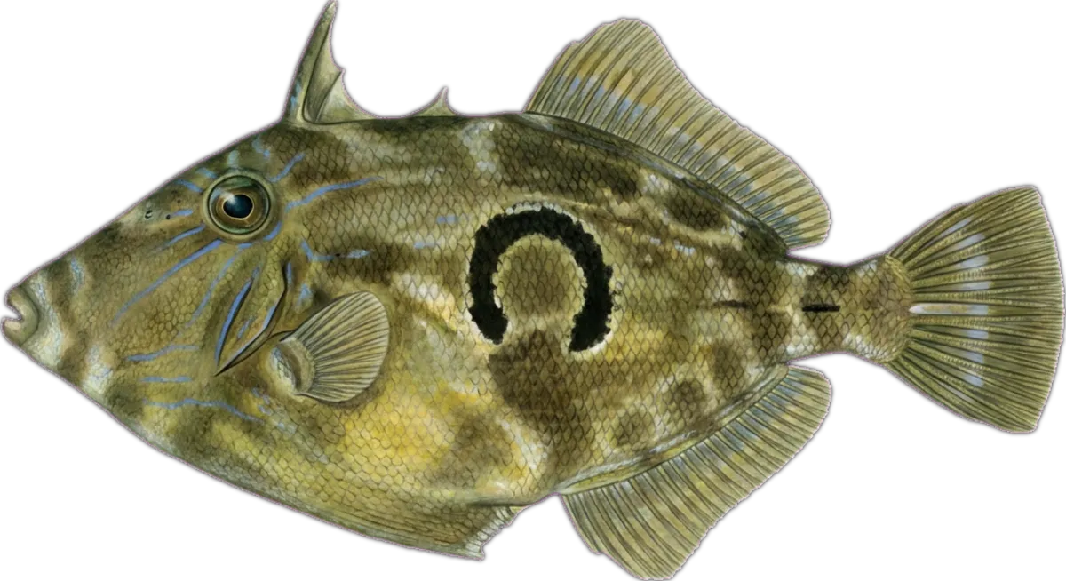 Horseshoe Leatherjacket illustration