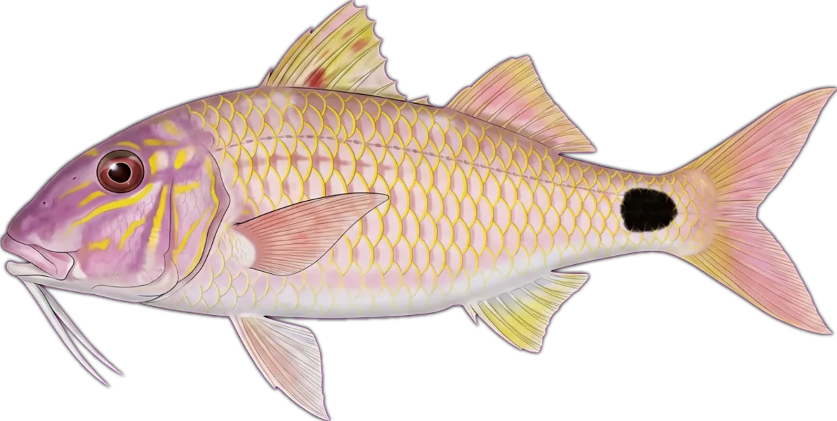 Indian Goatfish illustration