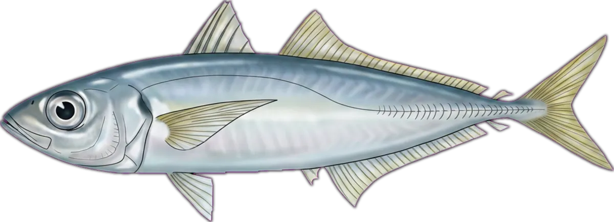 Indian Scad illustration