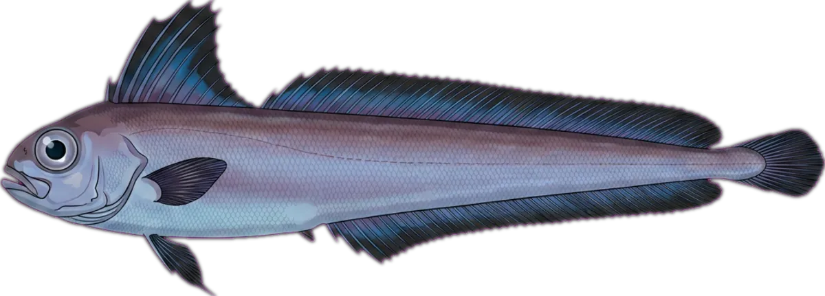 Indo-Pacific Crestfish illustration