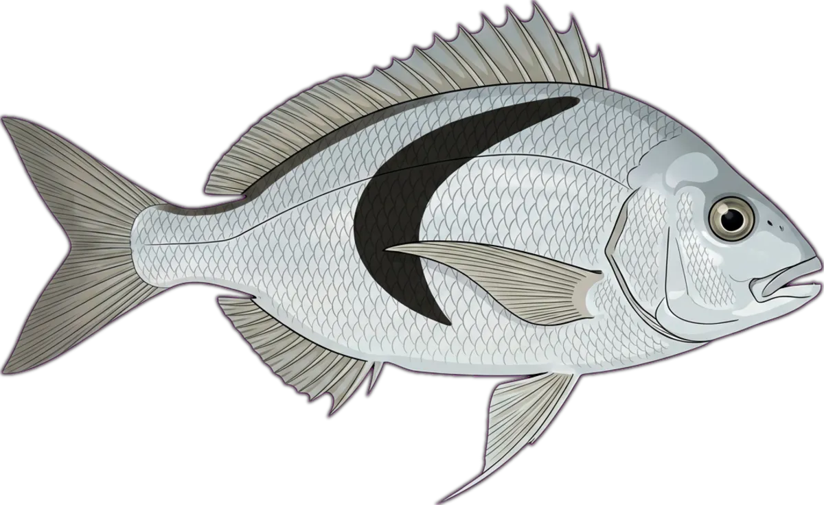 Jackass Morwong illustration