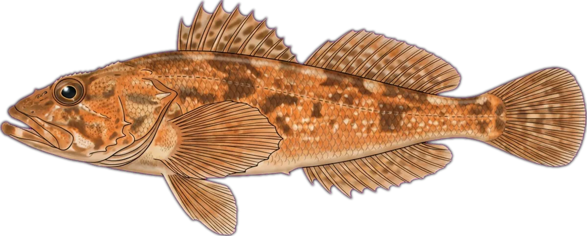 Japanese Flathead illustration