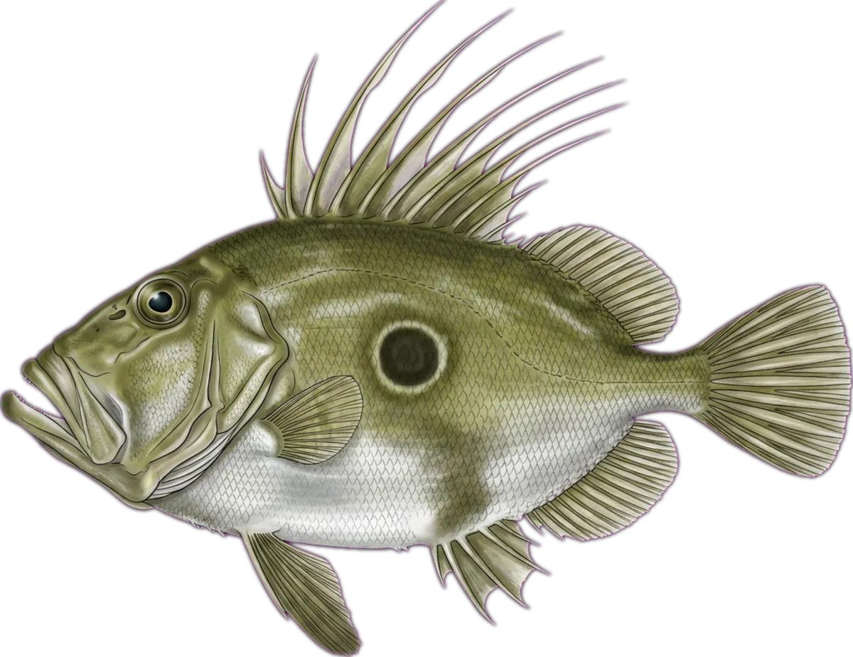 John Dory illustration