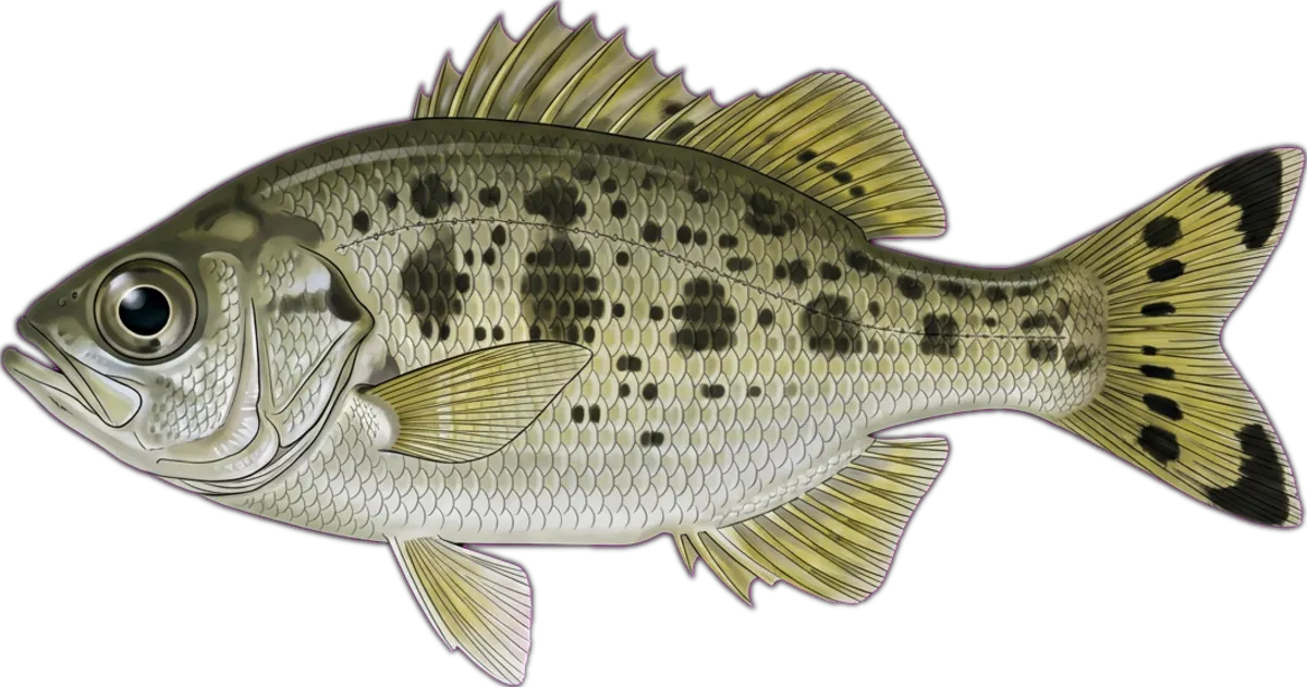 Jungle Perch illustration
