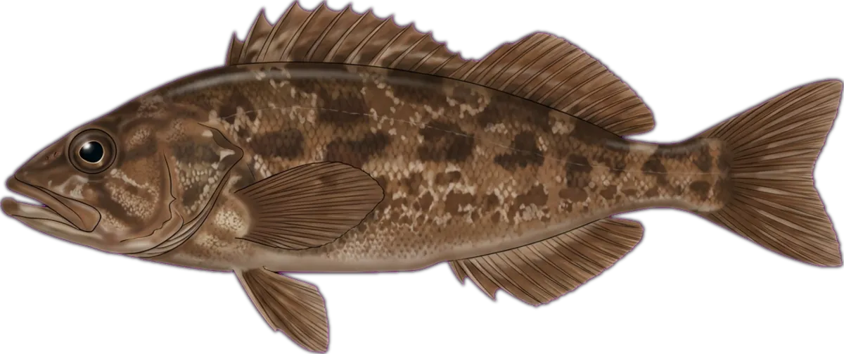 Western Australian Kelpfish illustration