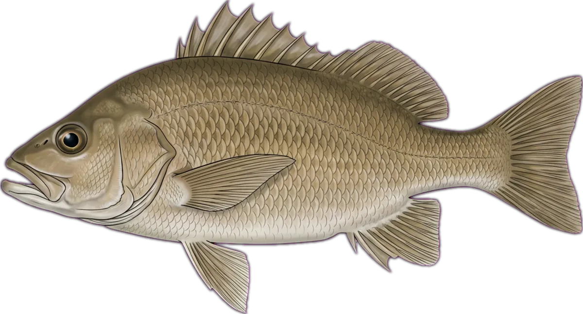 Khaki Grunter illustration