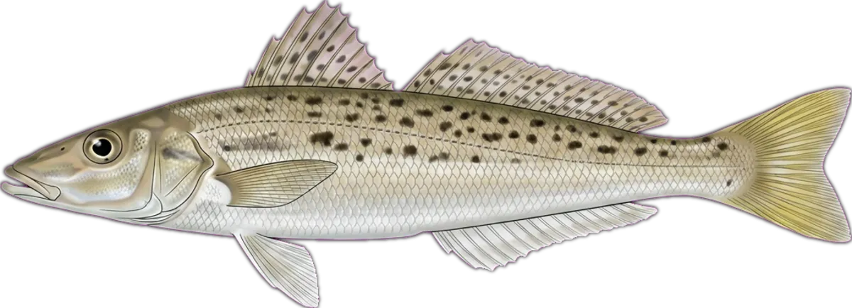 King George Whiting illustration