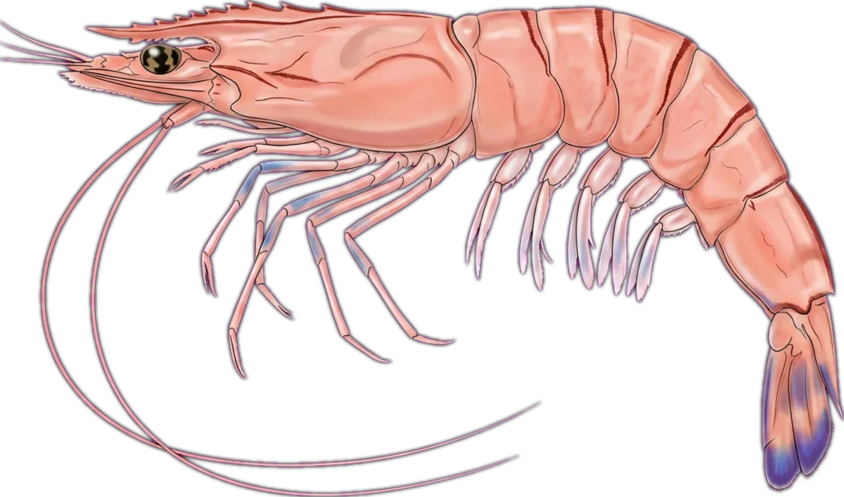 Eastern King Prawn illustration