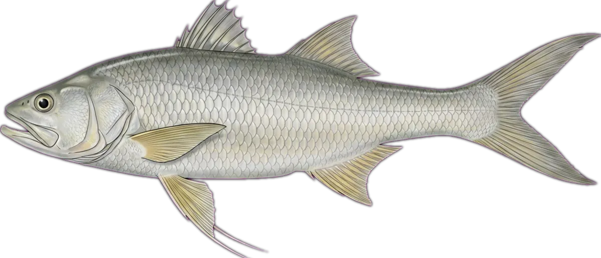 King Threadfin illustration